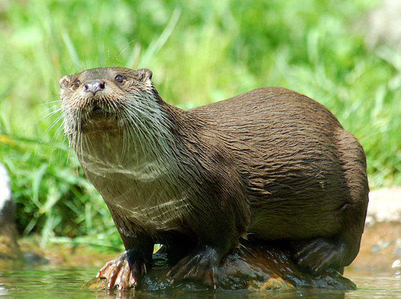 Опасные животные южного региона Азербайджана - ФОТО