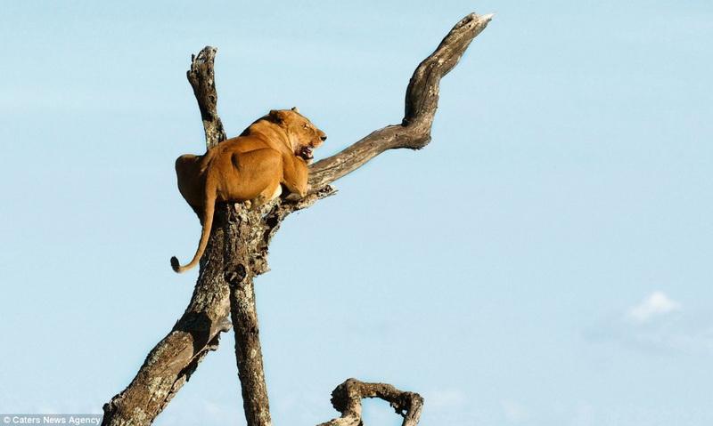 Забавно: слониха прогнала львицу со своей территории - ФОТО – ВИДЕО