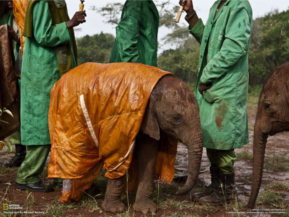 Обои для рабочего стола от National Geographic за март - ФОТОСЕССИЯ