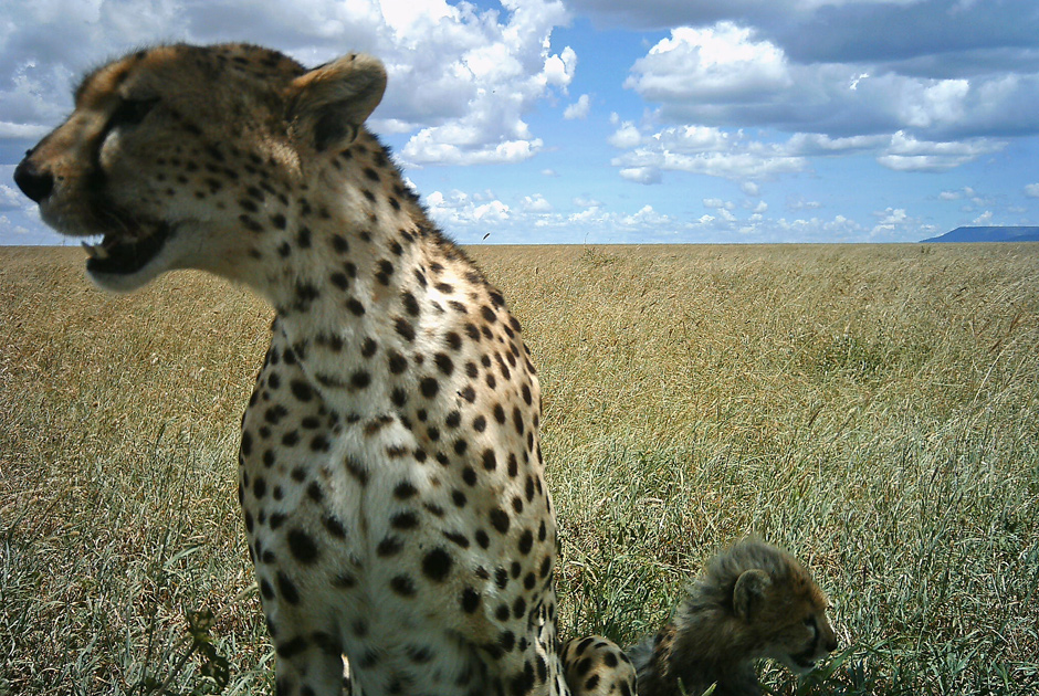 Необычные кадры из жизни зверей, сделанные скрытой камерой - ФОТО