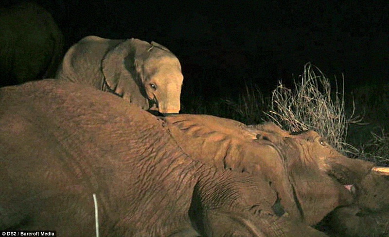 Душераздирающая сцена прощания слоненка с мамой - ФОТО
