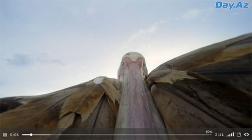 Первый полет пеликана засняли на камеру - ФОТО - ВИДЕО