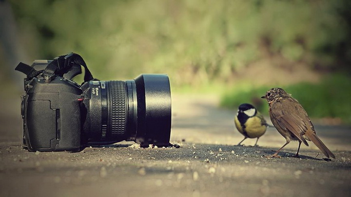 Нереально фотогеничные животные и птицы - ФОТОСЕССИЯ