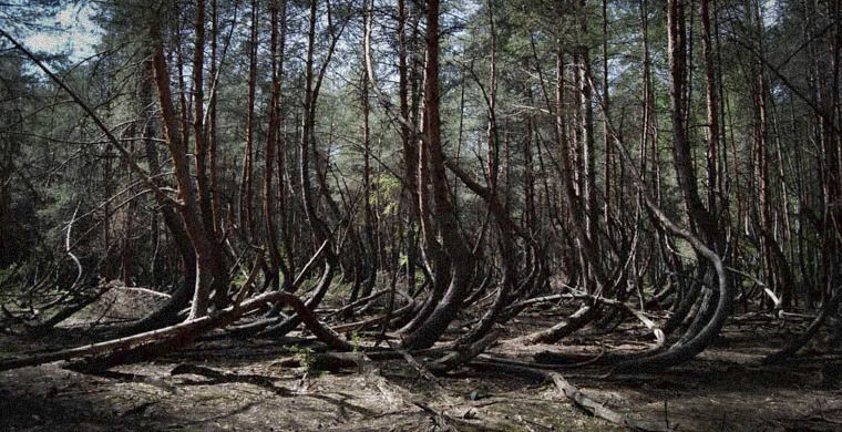 Семь самых страшных лесов планеты - ФОТОСЕССИЯ