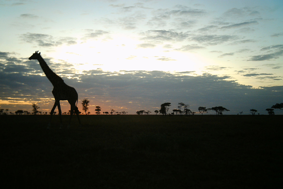 Необычные кадры из жизни зверей, сделанные скрытой камерой - ФОТО