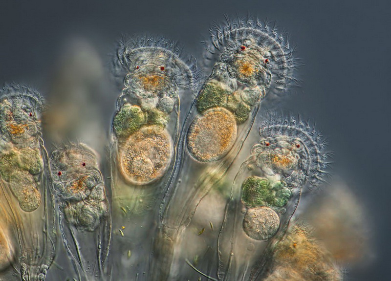 Конкурс микрофотографии Nikon Small World 2014 - ФОТОСЕССИЯ