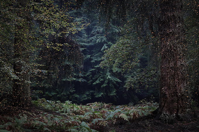 Sirli, müəmmalı meşə - FOTO