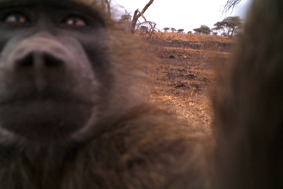 Необычные кадры из жизни зверей, сделанные скрытой камерой - ФОТО