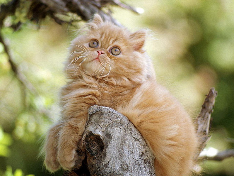 Самые красивые кошки в мире - ФОТОСЕССИЯ