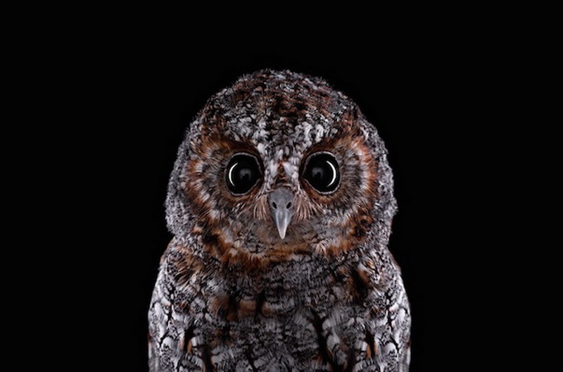 Дикие животные Брэда Уилсона - ФОТОСЕССИЯ