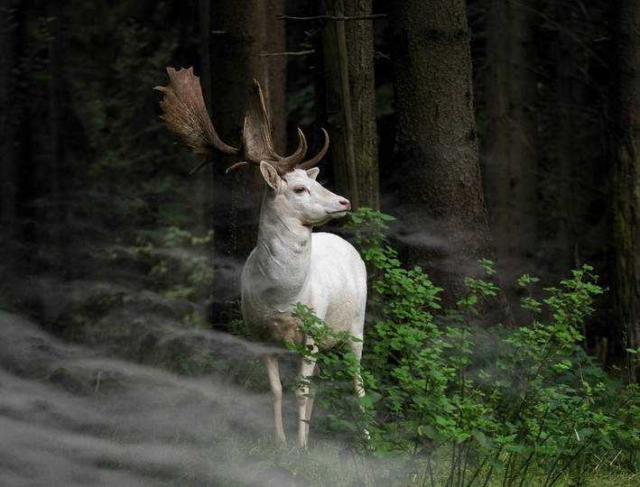 Sony World Photography Awards 2015 — "сливки" фотографий всего года - ФОТОСЕССИЯ