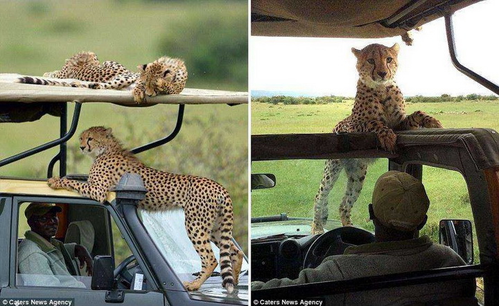Тот самый неловкий момент, когда в джип запрыгнул гепард - ФОТОСЕССИЯ
