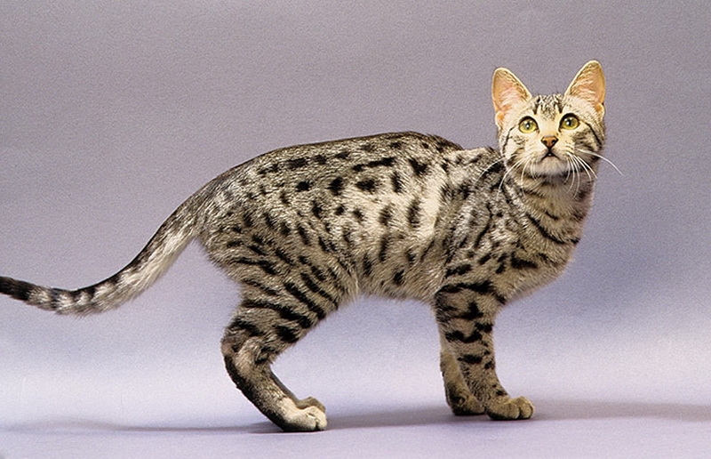 Самые красивые кошки в мире - ФОТОСЕССИЯ