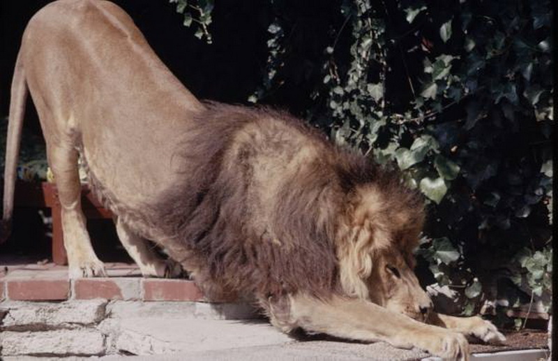 Очень опасные, но домашние львы - ФОТОСЕССИЯ