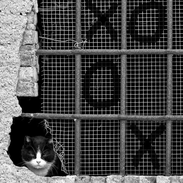 16 лучших фото котов сезона - ФОТОСЕССИЯ