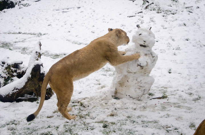 Игрушки для зверушки - ФОТОСЕССИЯ
