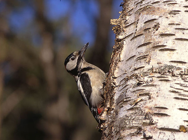 Опасные животные южного региона Азербайджана - ФОТО