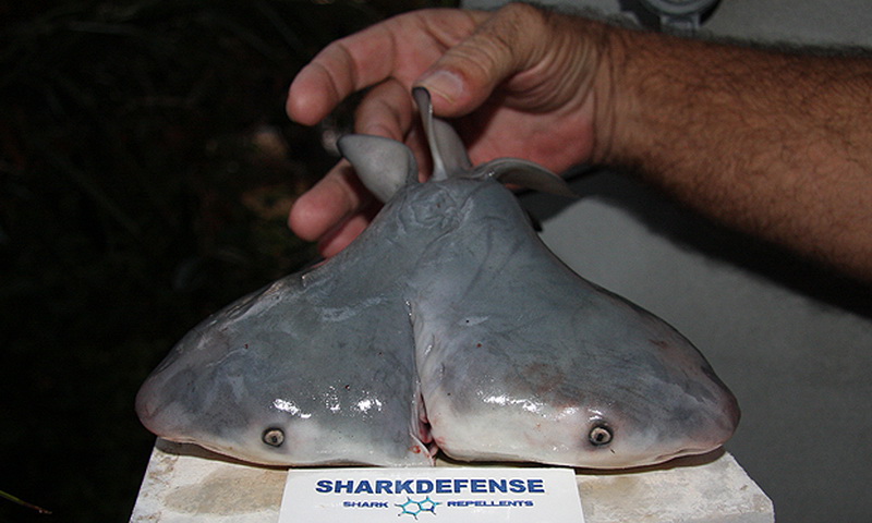 Двухголовые монстры в природе – ФОТО