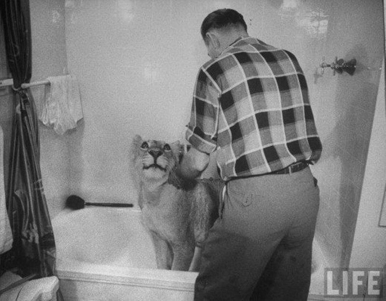 Очень опасные, но домашние львы - ФОТОСЕССИЯ