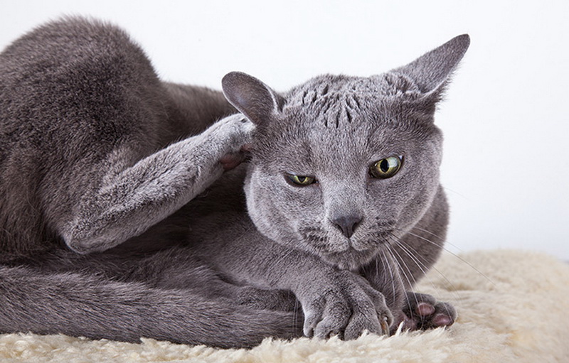 Самые красивые кошки в мире - ФОТОСЕССИЯ