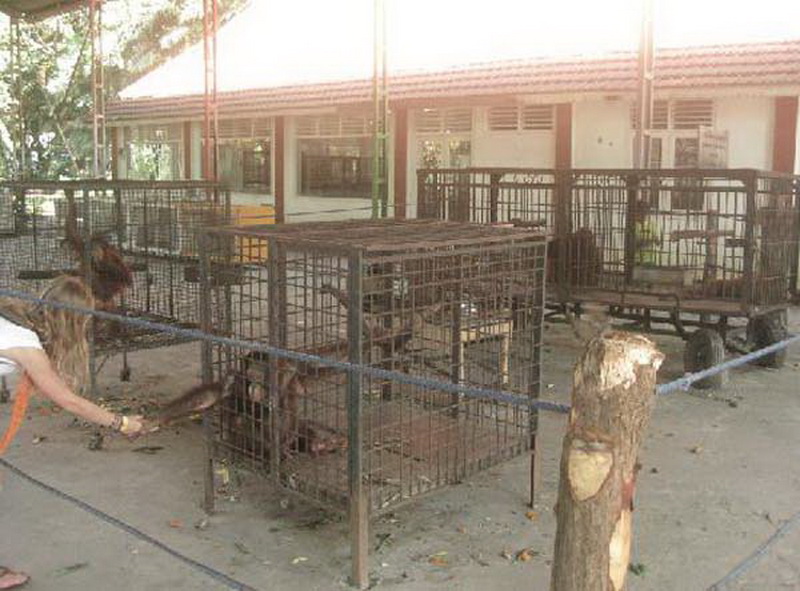 Не для слабонервных: зоопарк, который является адом животных - ФОТО