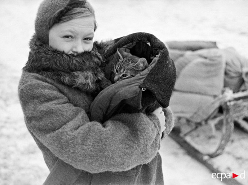 Как кошки помогли выиграть войну - ФОТОСЕССИЯ