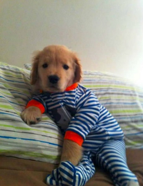 Глупо или мило: одежда для четвероногих друзей - ФОТО