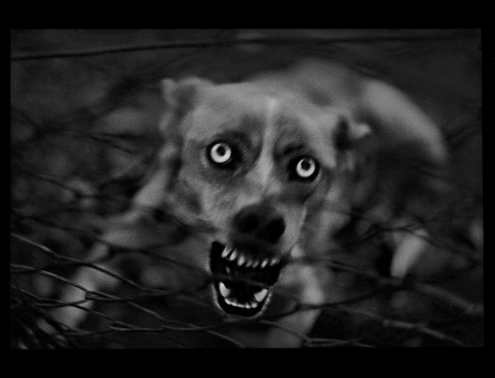 Психологический портрет: неожиданные образы животных - ФОТОСЕССИЯ