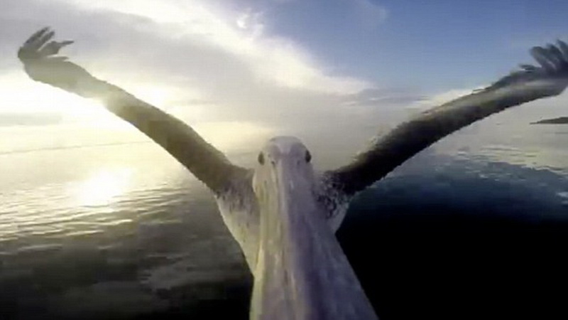 Первый полет пеликана засняли на камеру - ФОТО - ВИДЕО