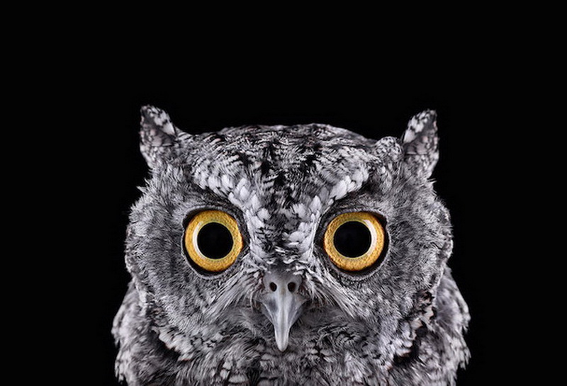 Дикие животные Брэда Уилсона - ФОТОСЕССИЯ