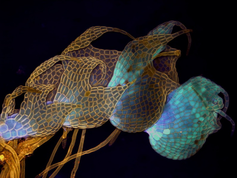 Конкурс микрофотографии Nikon Small World 2014 - ФОТОСЕССИЯ