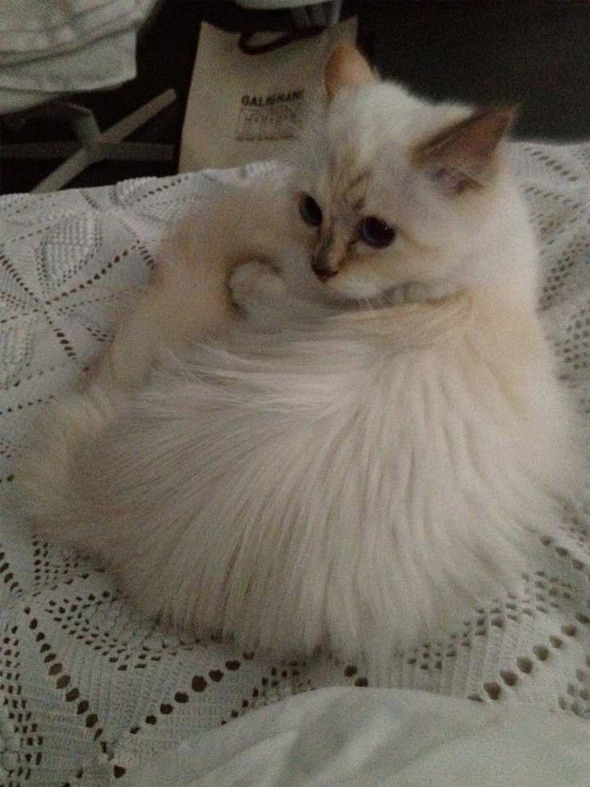 Креативный директор Chanel представил образы любимицы индустрии моды - ФОТО