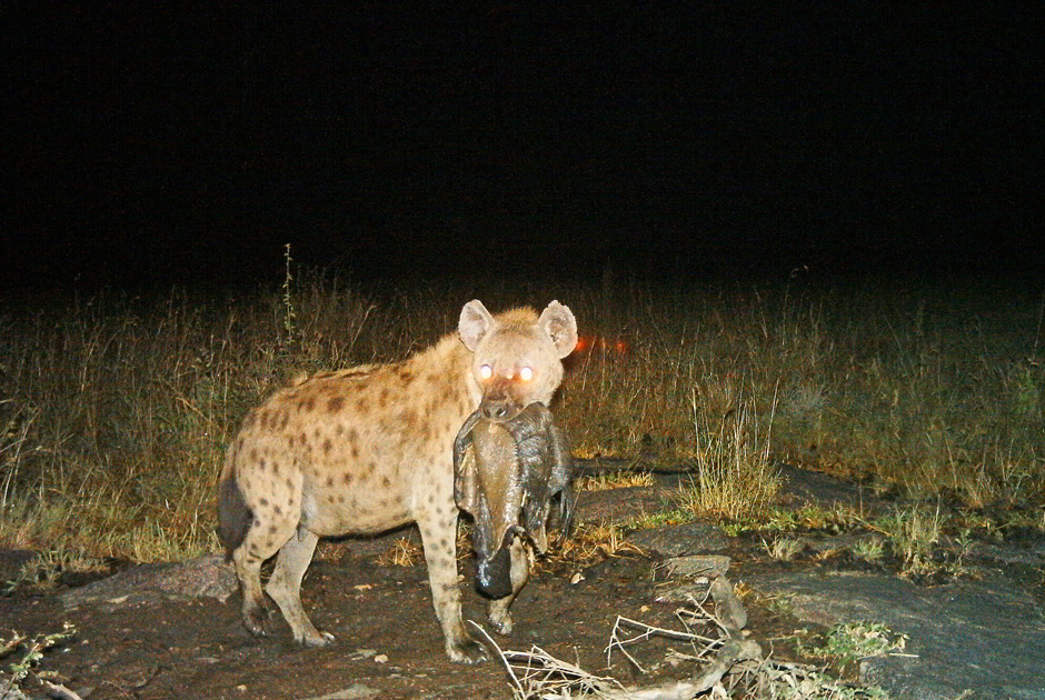 Необычные кадры из жизни зверей, сделанные скрытой камерой - ФОТО