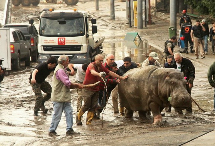 Трагедия в Тбилиси: по городу гуляют дикие звери - ОБНОВЛЕНО - ФОТО - ВИДЕО