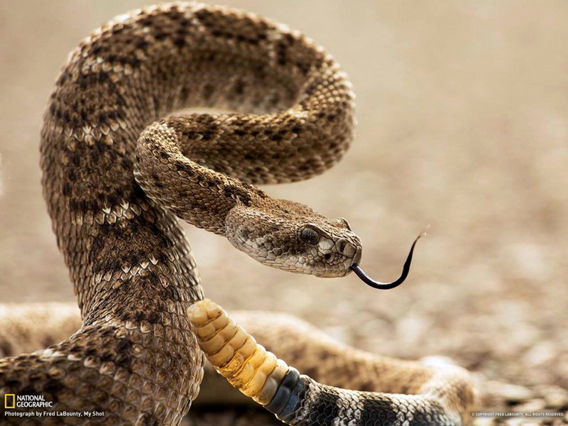 Изумительные обои для рабочего стола от National Geographic за апрель - ФОТОСЕССИЯ