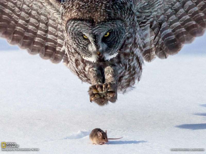 Изумительные обои для рабочего стола от National Geographic за апрель - ФОТОСЕССИЯ