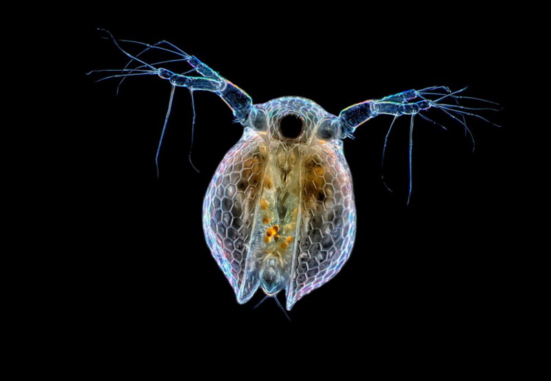 Конкурс микрофотографии Nikon Small World 2014 - ФОТОСЕССИЯ
