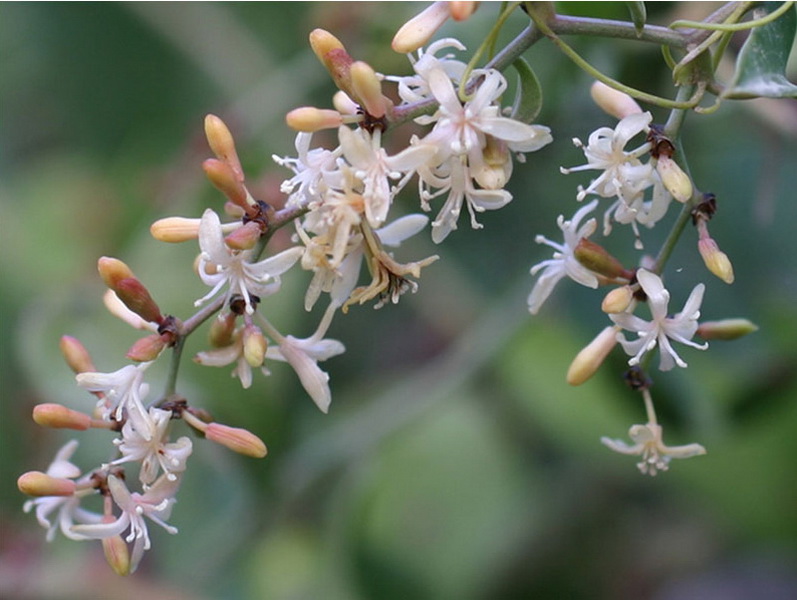 Опасные животные южного региона Азербайджана - ФОТО