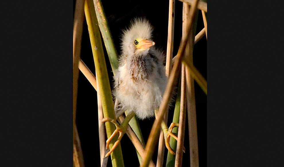 Победители 7-го ежегодного фотоконкурса Focus on Nature - ФОТОСЕССИЯ