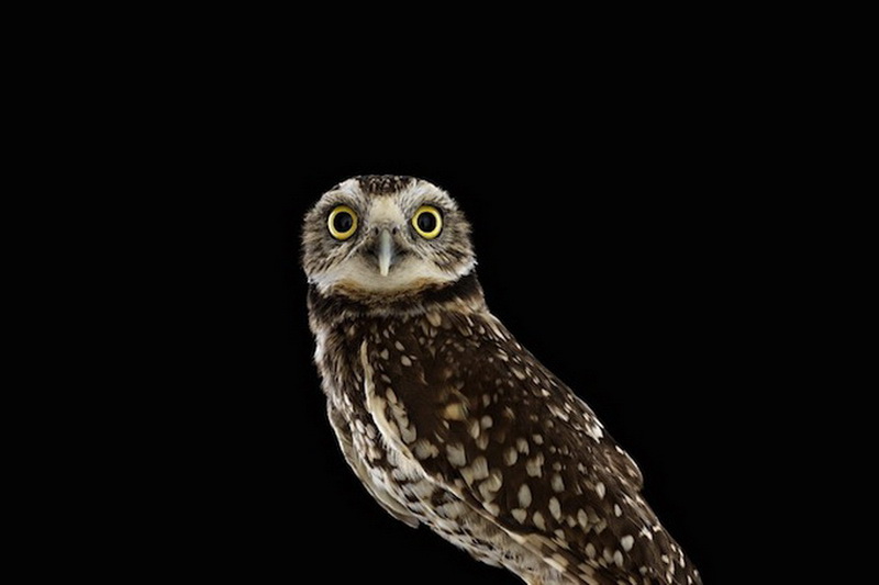 Дикие животные Брэда Уилсона - ФОТОСЕССИЯ