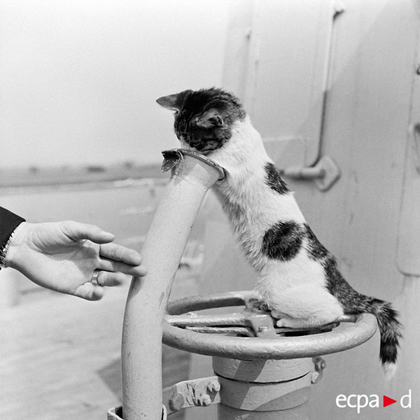 Как кошки помогли выиграть войну - ФОТОСЕССИЯ