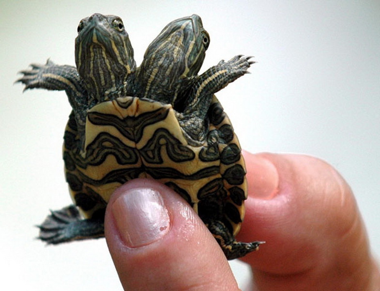 Двухголовые монстры в природе – ФОТО