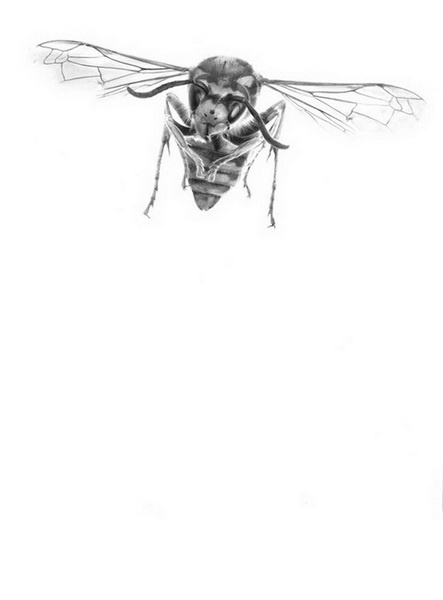 "Картинная галерея" Day.Az: Дикая красота - ФОТО