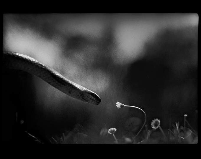 Психологический портрет: неожиданные образы животных - ФОТОСЕССИЯ