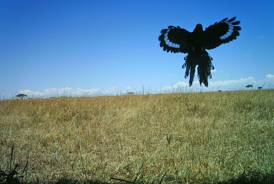Необычные кадры из жизни зверей, сделанные скрытой камерой - ФОТО