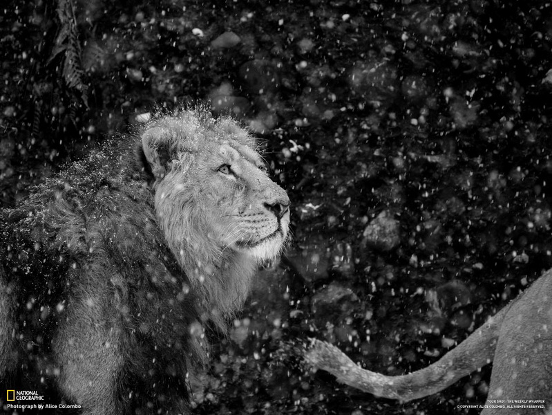 Лучшие фотографии недели от National Geographic - ФОТОСЕССИЯ