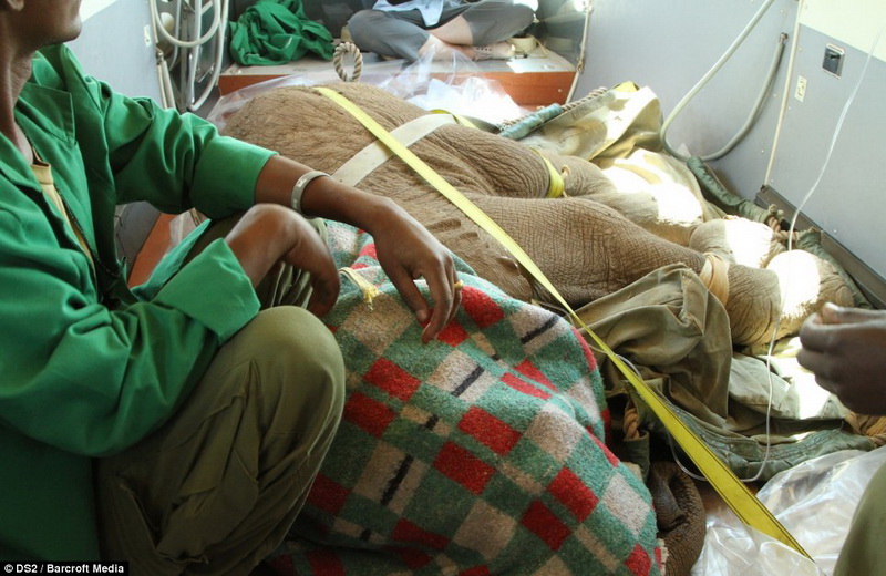 Душераздирающая сцена прощания слоненка с мамой - ФОТО