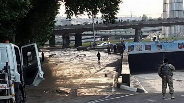 Трагедия в Тбилиси: по городу гуляют дикие звери - ОБНОВЛЕНО - ФОТО - ВИДЕО