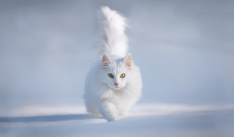 16 лучших фото котов сезона - ФОТОСЕССИЯ