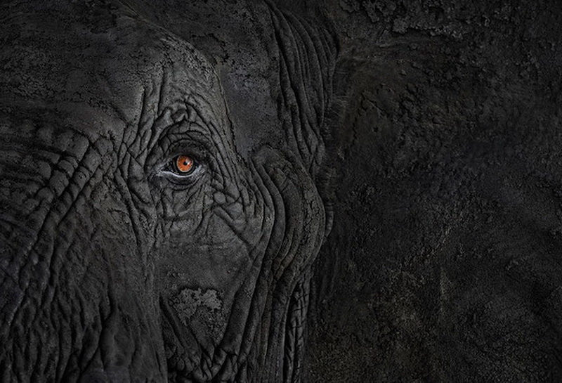 Дикие животные Брэда Уилсона - ФОТОСЕССИЯ